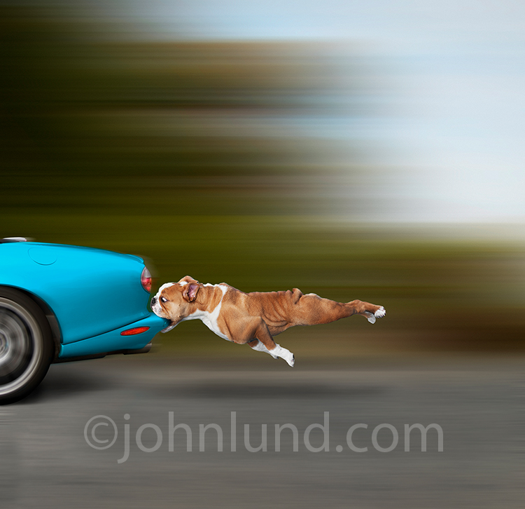Dog CATCHES car! LundRoeser Photography