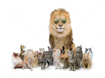 A funny lion picture featuring a lion wearing sunglass amid a group of house cats.