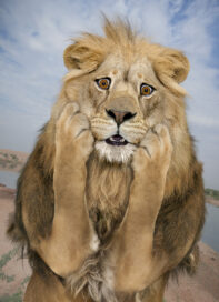 This funny lion picture shows a lion shocked and surprised.