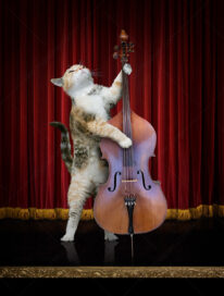 A cat plays Jazz on a bass on stage.