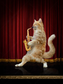 An orange tabby cat plays jazz on a saxophone.