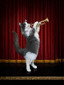 A funny cat plays jazz on a trumpet.