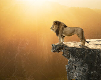A lion stands vigilant on the edge of a cliff.
