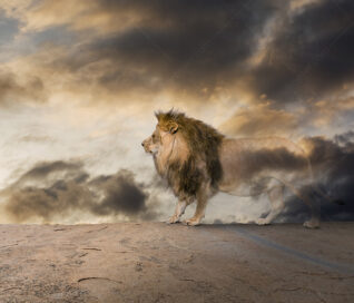 A noble lion fades into nothing in an image about the danger of extinction.