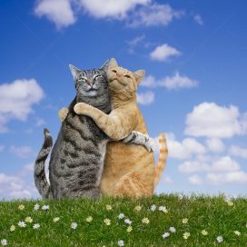 Two cats hug each other tightly in a heartwarming image.