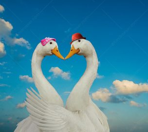 A goose and gander form a heart shape with their necks to show their love.