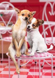 Two cute Chihuahuas cuddle in a cafe.